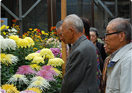 菊見会